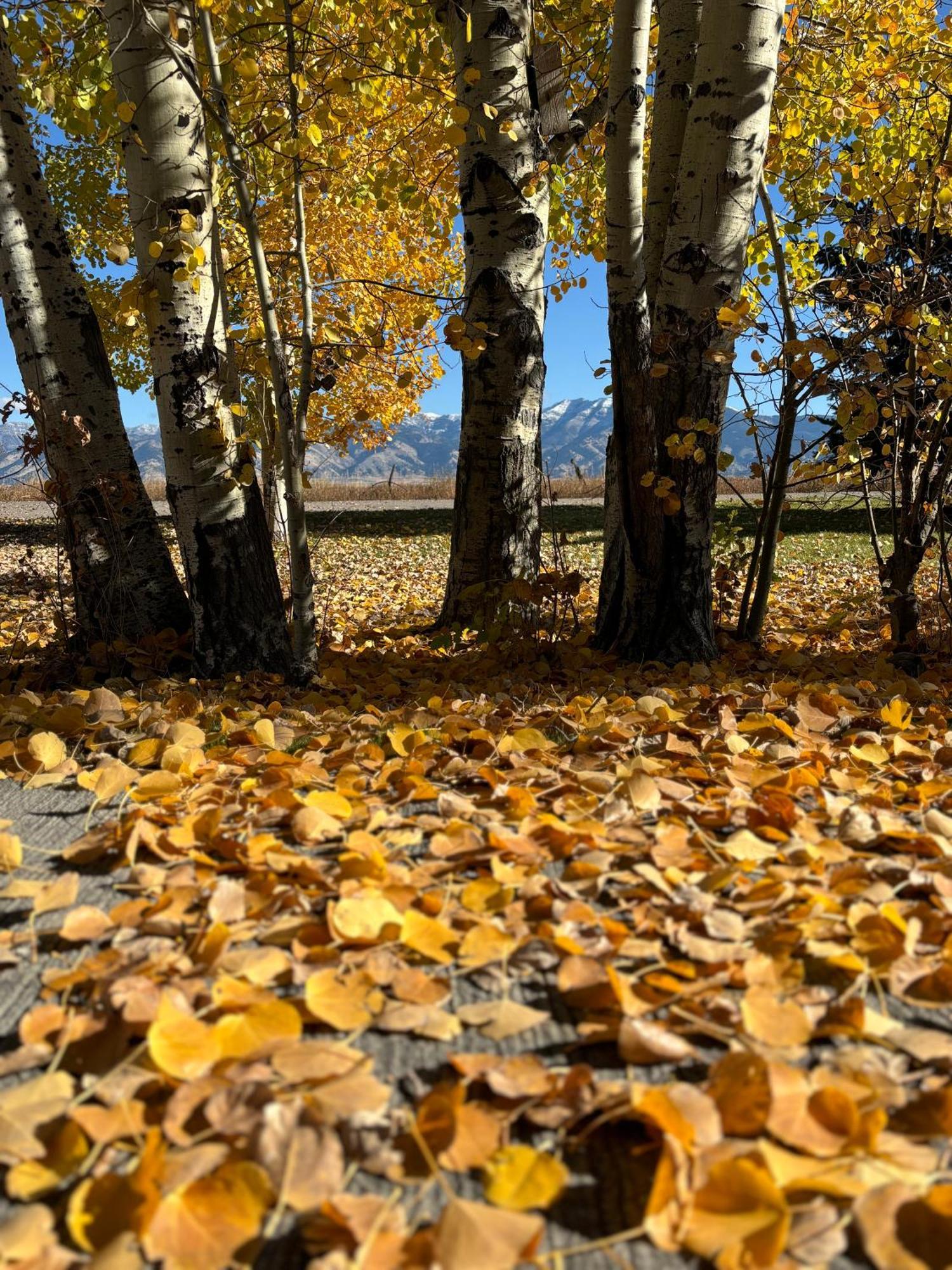Fox Hollow Inn Бозман Экстерьер фото